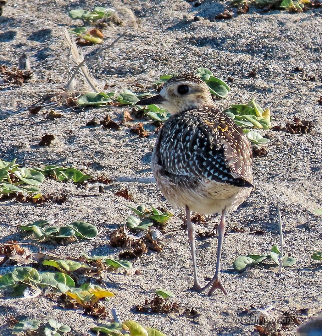 Pacific Golden-Plover - ML610479396