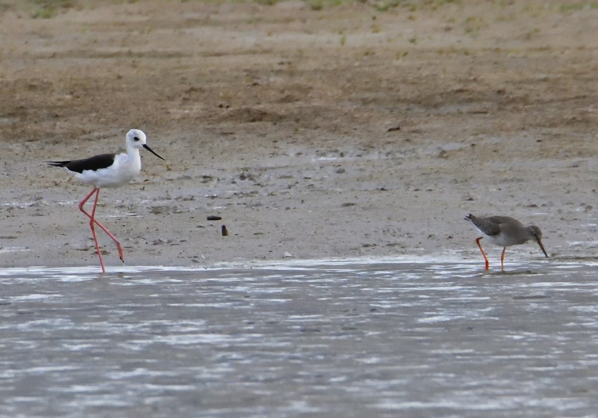 Common Redshank - Mu Sano