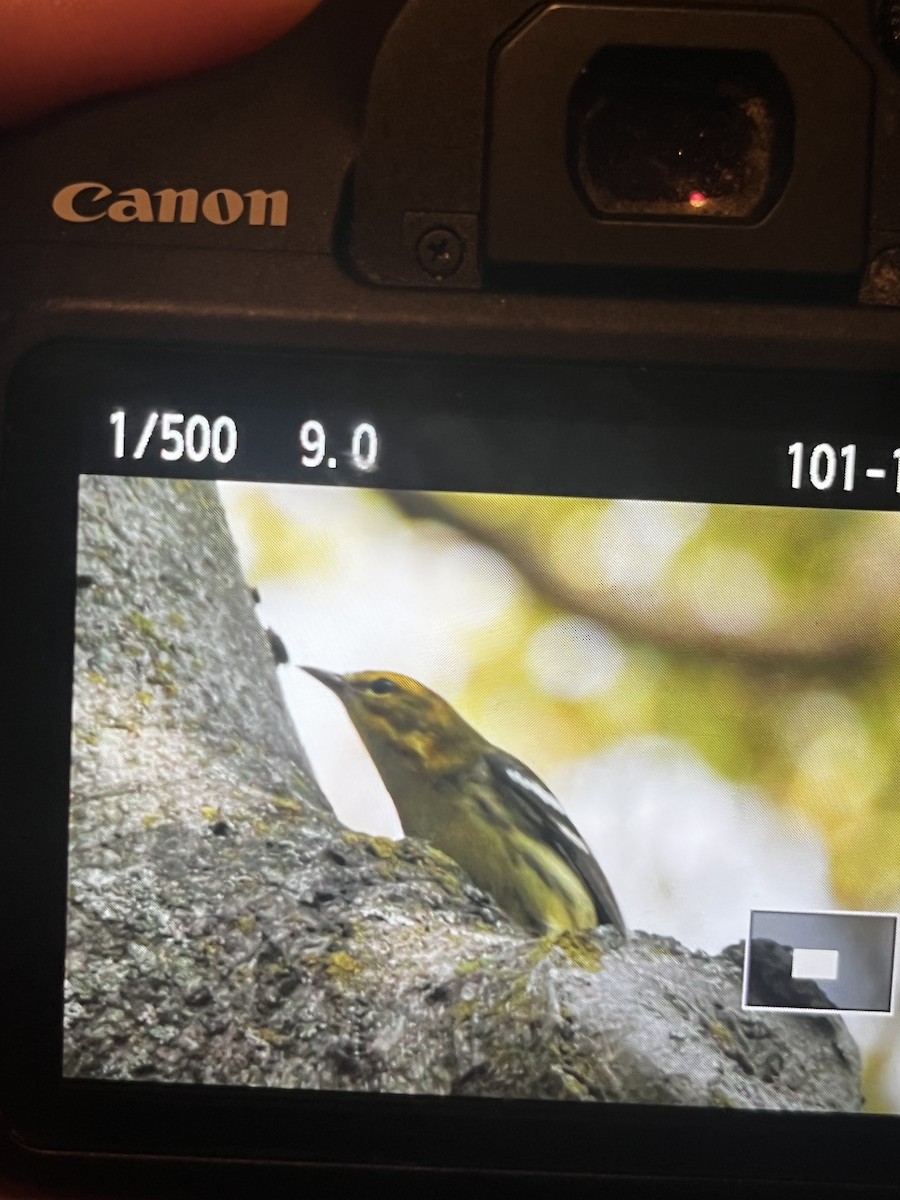 Black-throated Green Warbler - ML610479467