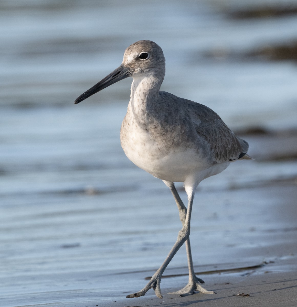 Willet - Joe Donahue