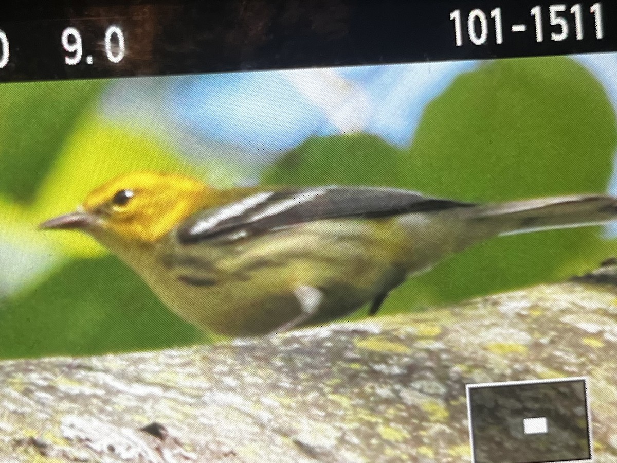 Black-throated Green Warbler - Evan Schumann