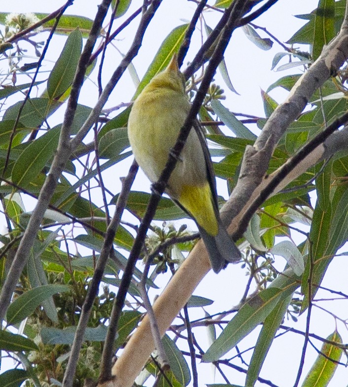 Western Tanager - ML610479600