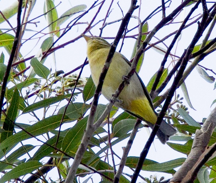 Western Tanager - ML610479602