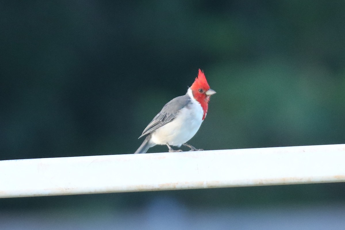 Red-crested Cardinal - ML610479610