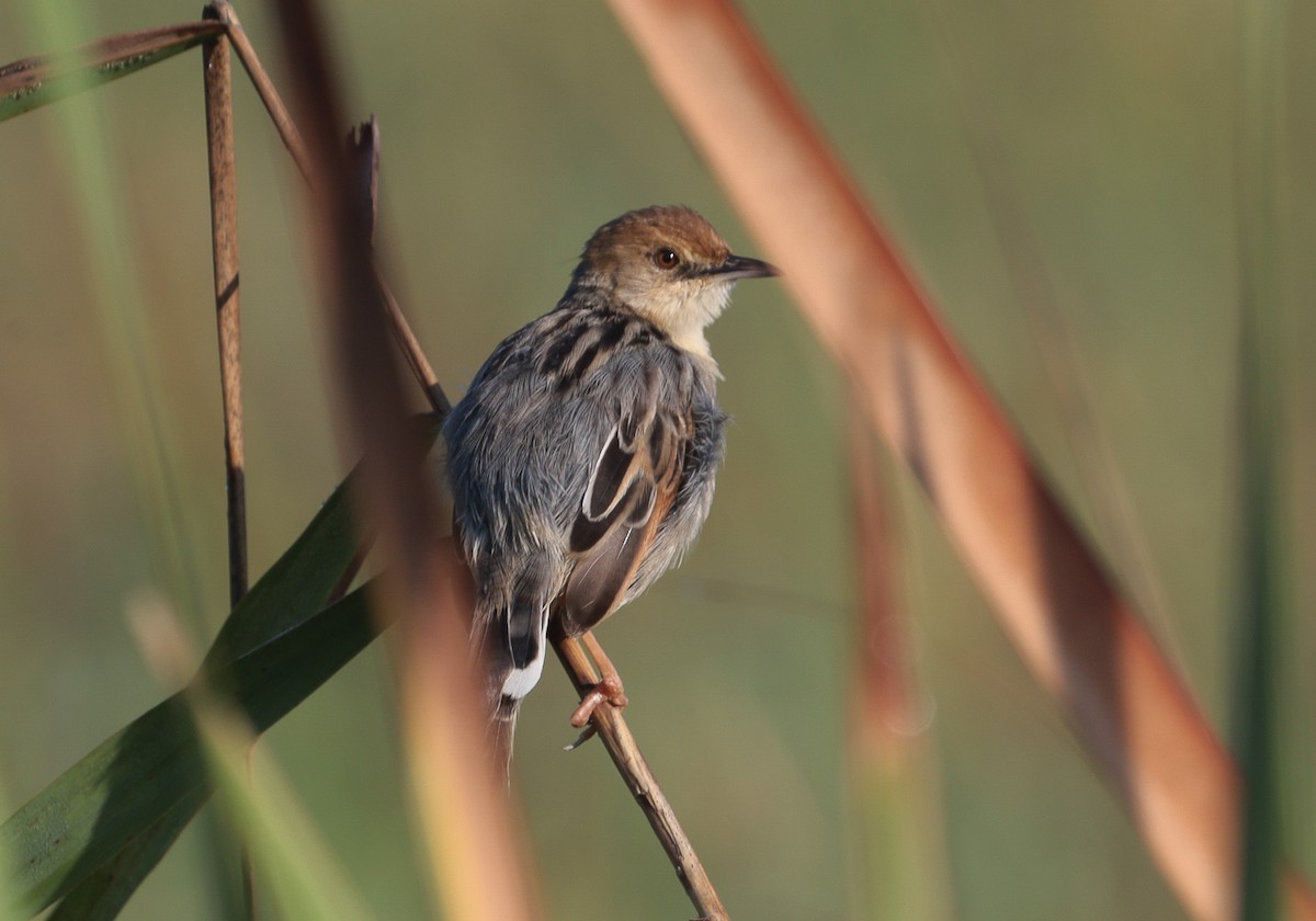 Rufous-winged Cisticola - ML610479689