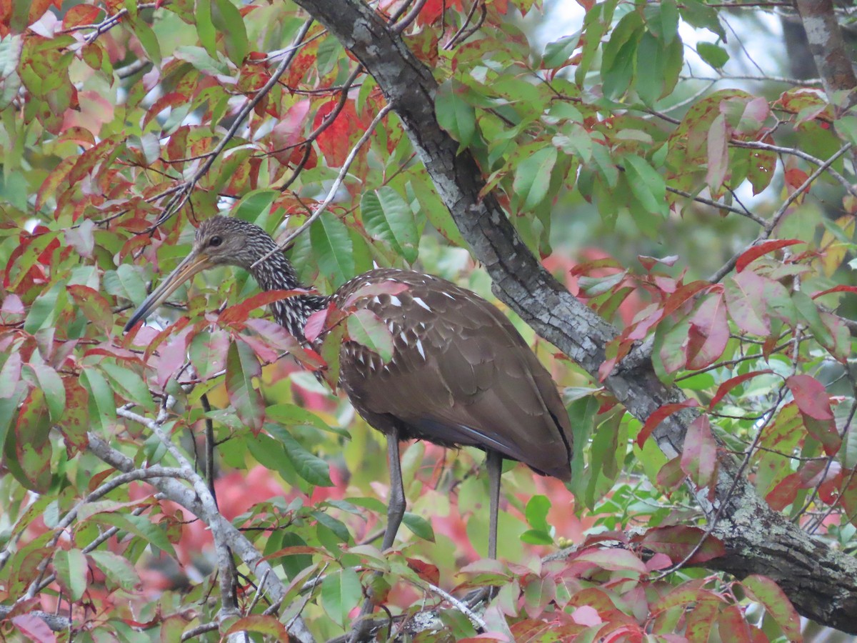 Limpkin - ML610479707