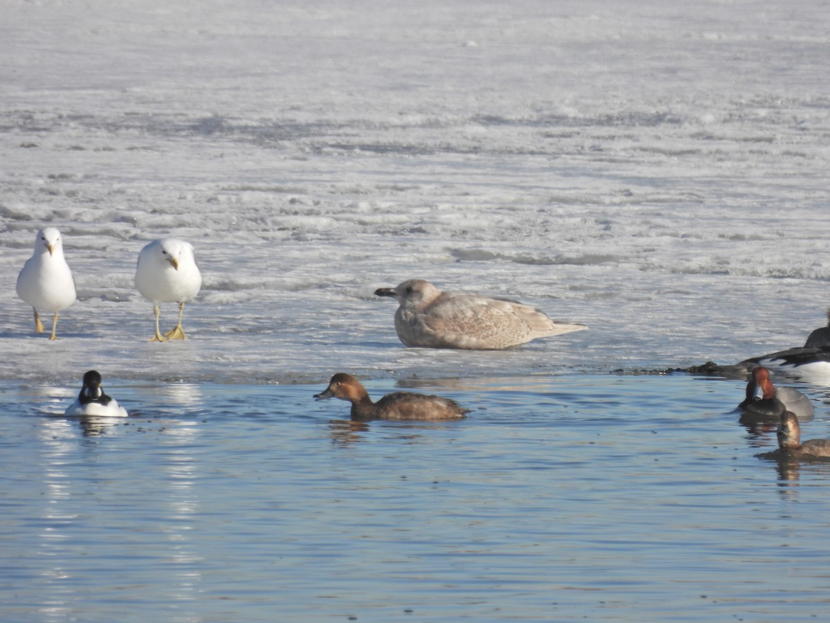 Glaucous-winged Gull - Lara Fitzpatrick