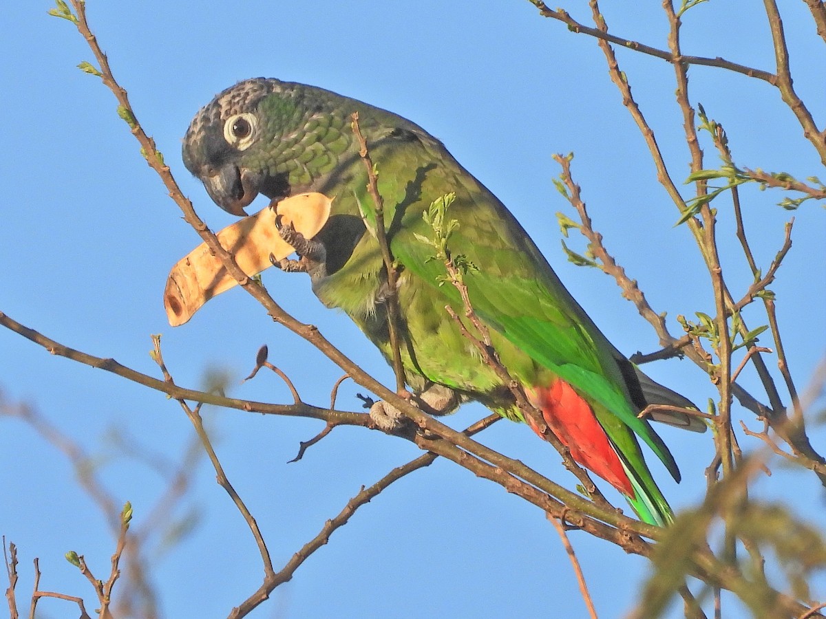 Scaly-headed Parrot - ML610479992