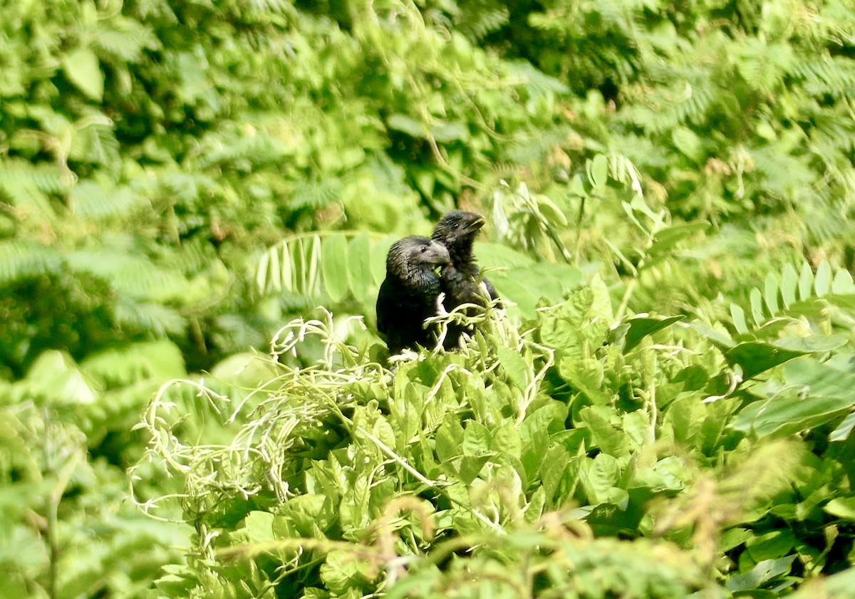 Smooth-billed Ani - ML610480222