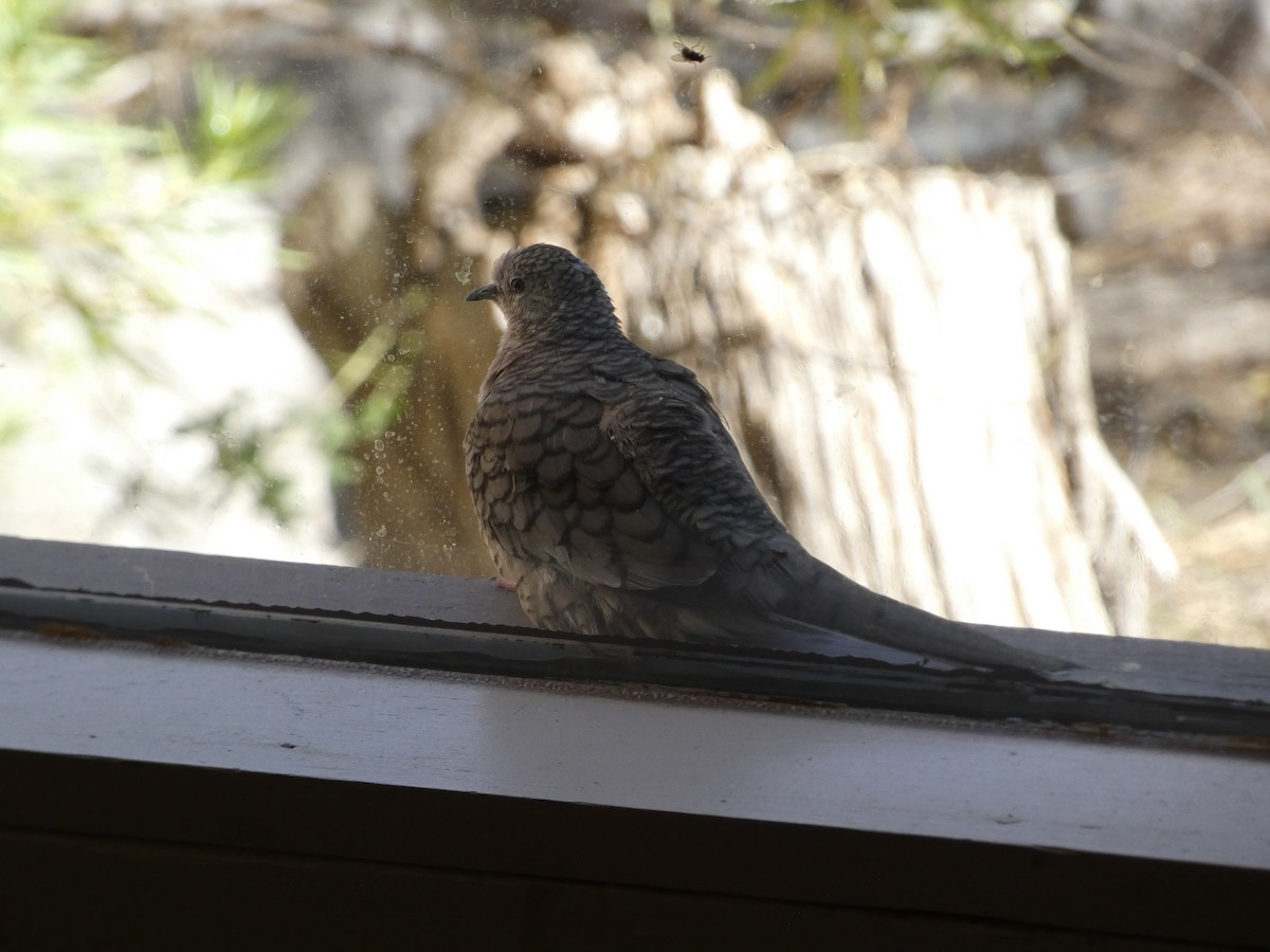 Inca Dove - ML610480245