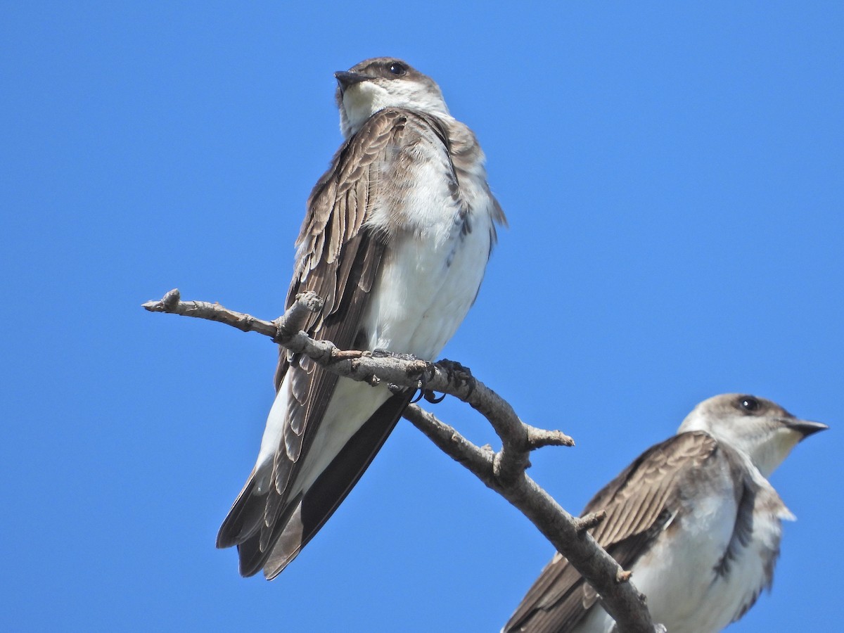 Brown-chested Martin - Heiko Heerklotz