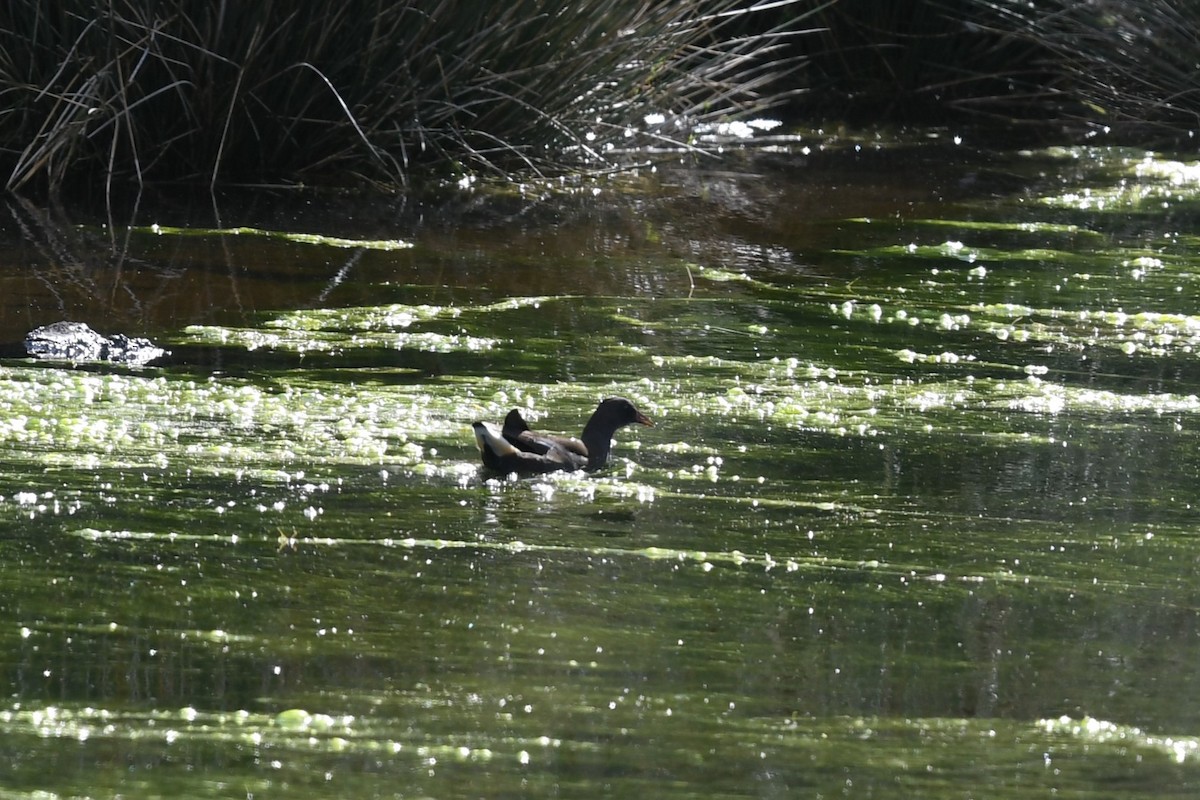 Eurasian Moorhen - ML610480456