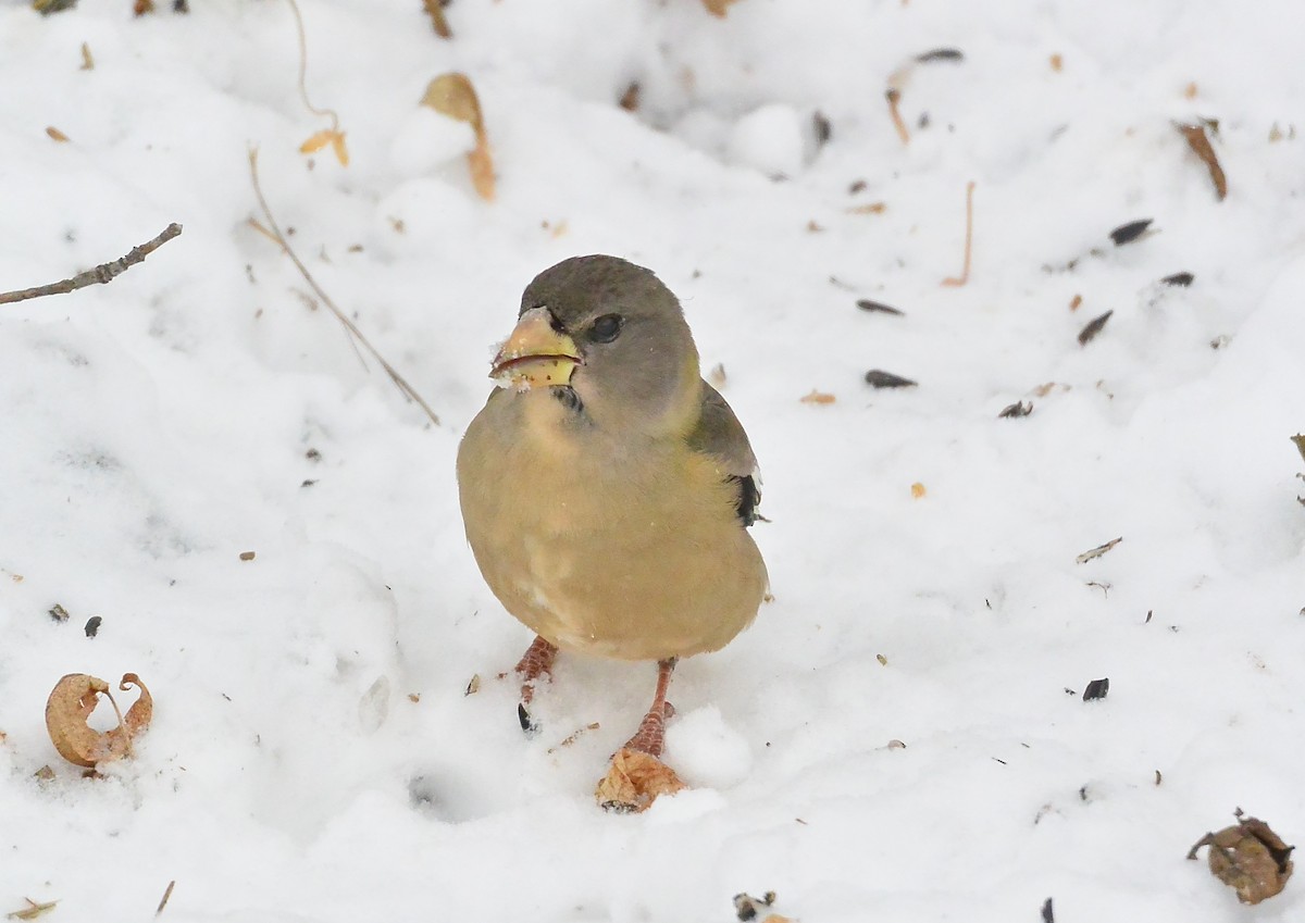 Evening Grosbeak - Gerry Fox