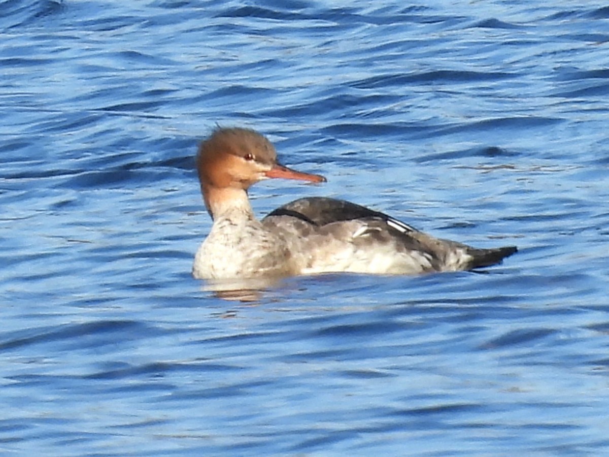 Red-breasted Merganser - Susan Gowen