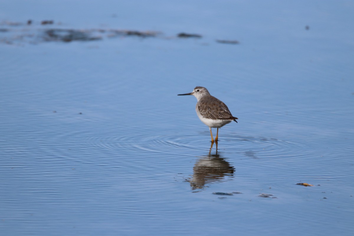 Greater Yellowlegs - ML610480744