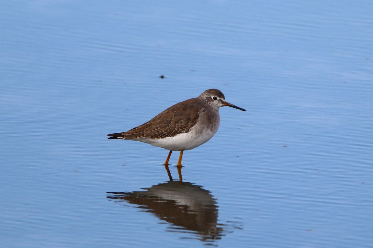 Greater Yellowlegs - ML610480775