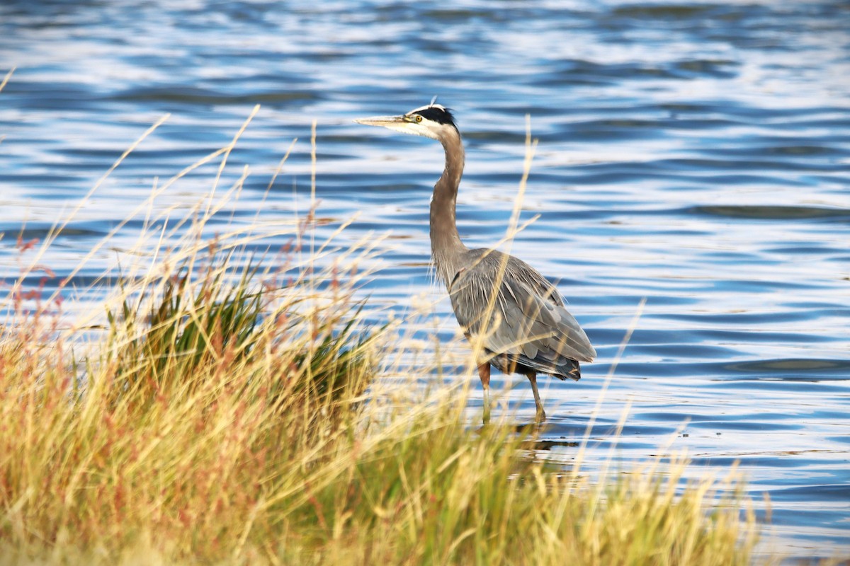 Great Blue Heron - Wesley Long