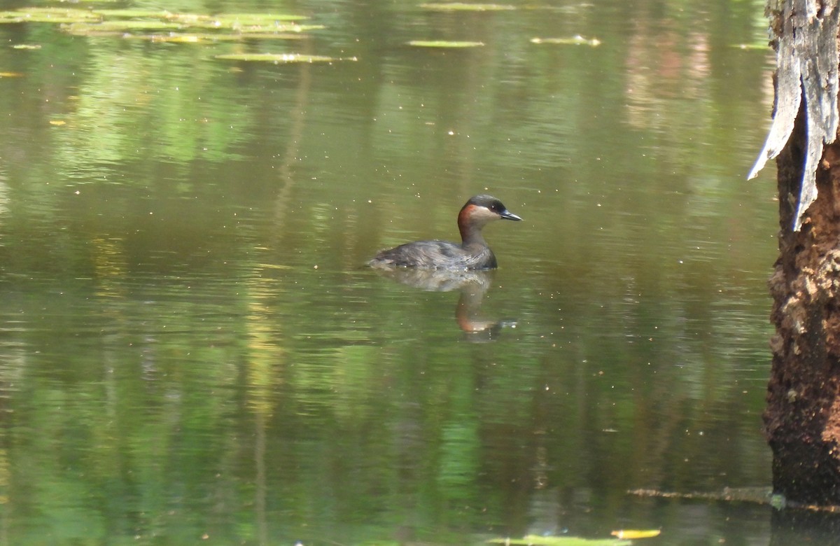 Madagascar Grebe - Marlene Waldron