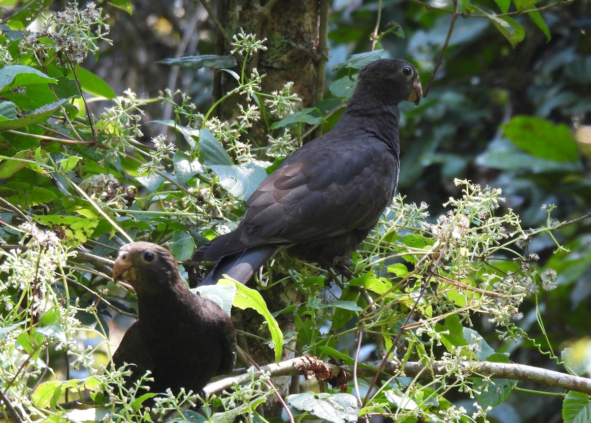 Lesser Vasa Parrot - Marlene Waldron