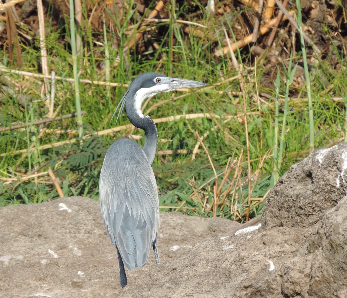 Schwarzhalsreiher - ML610480938