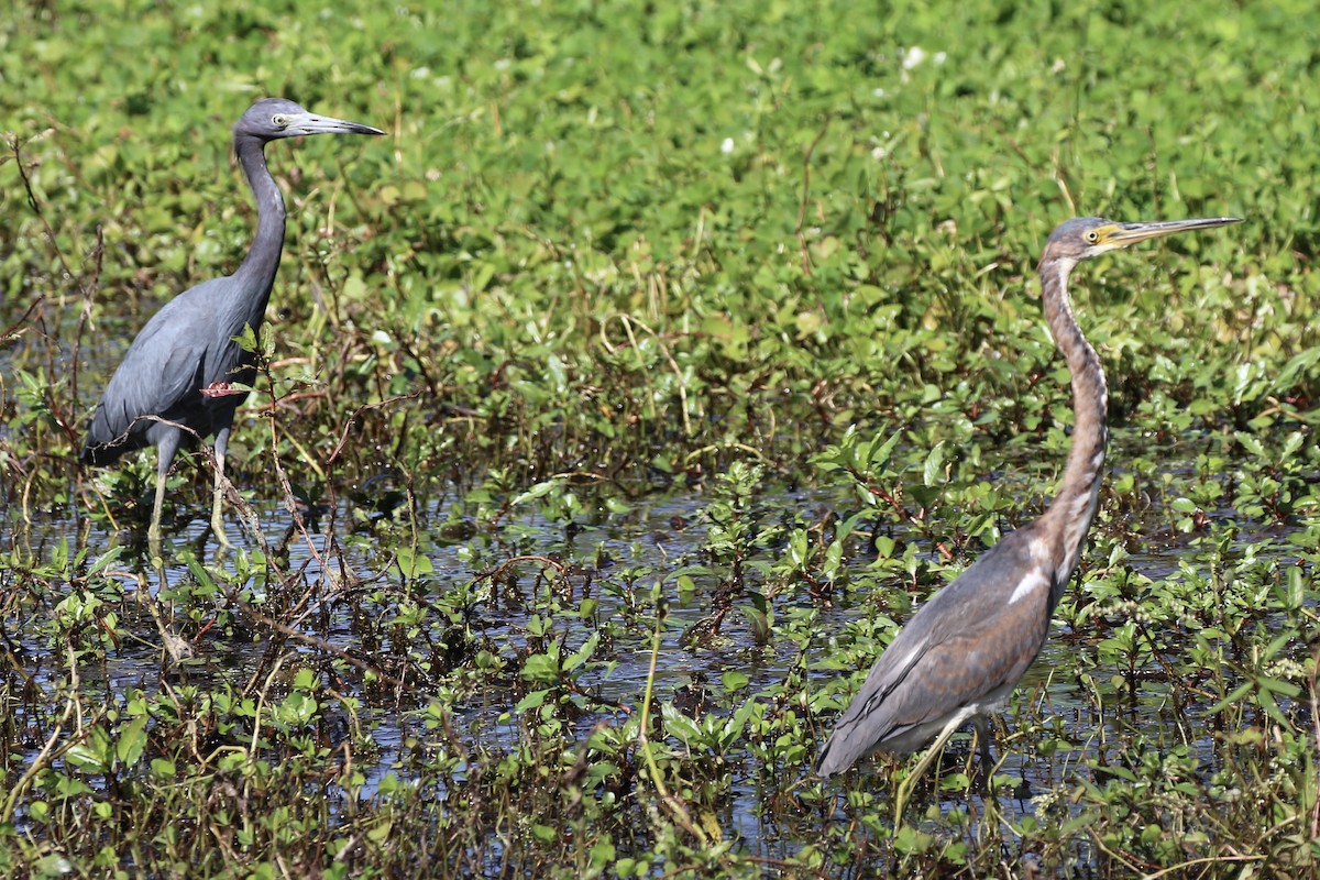 Tricolored Heron - ML610481006