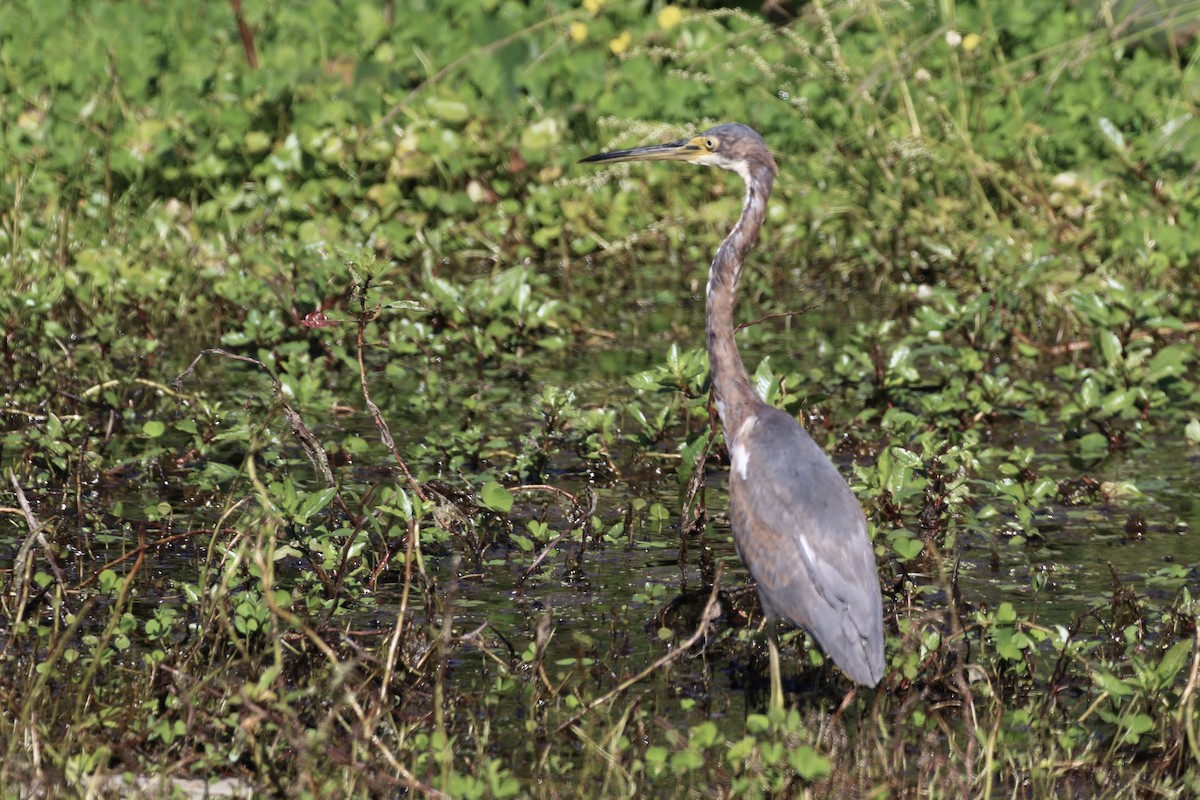 Tricolored Heron - ML610481007