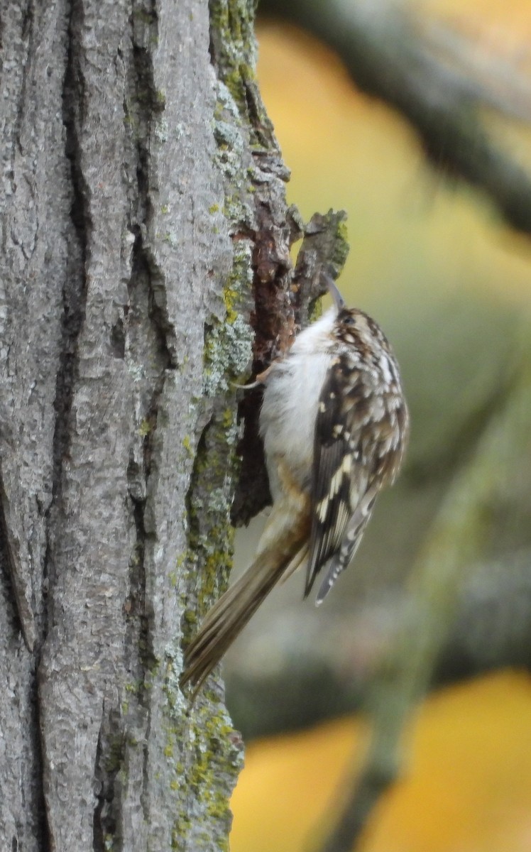 Brown Creeper - Janet Pellegrini