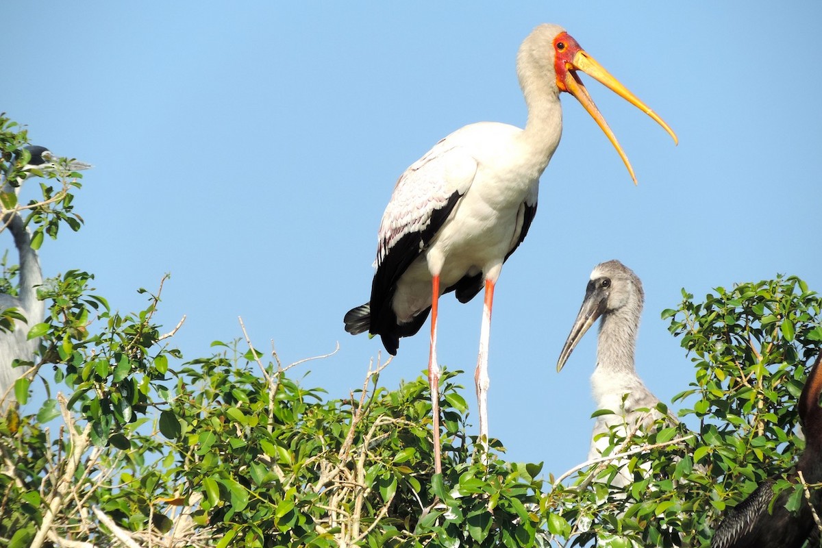 Yellow-billed Stork - ML610481166