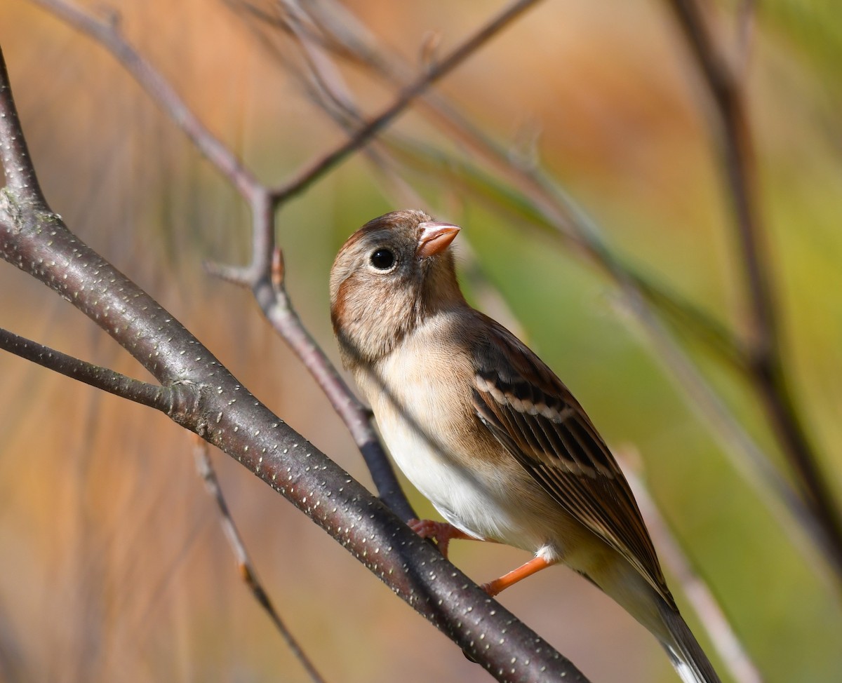Field Sparrow - ML610481168