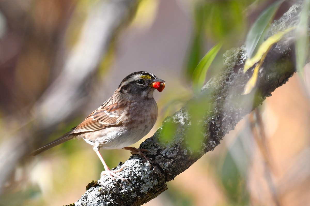 White-throated Sparrow - ML610481172