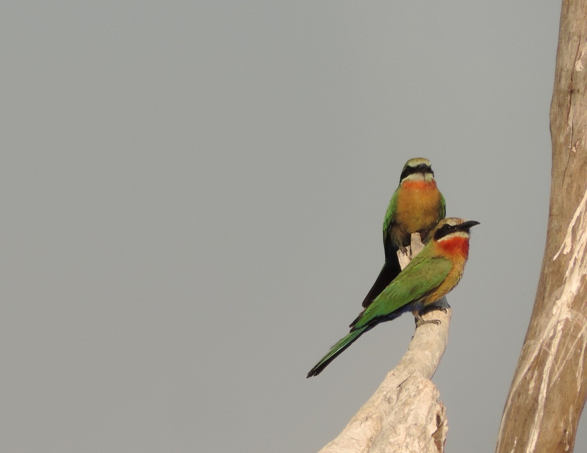 White-fronted Bee-eater - ML610481225