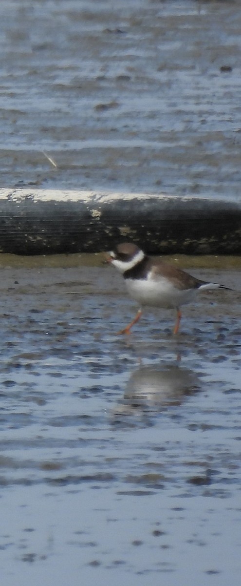 Semipalmated Plover - ML610481256