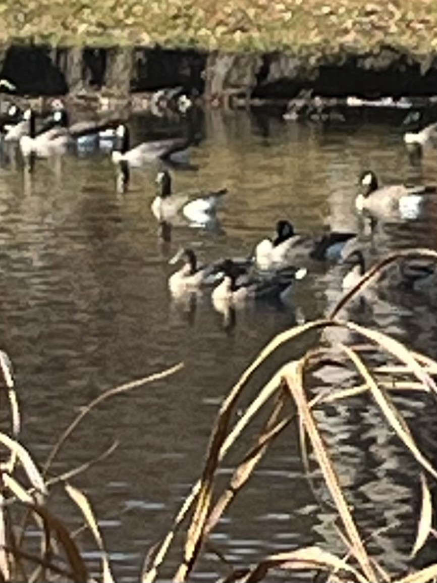 Pink-footed Goose - ML610481345