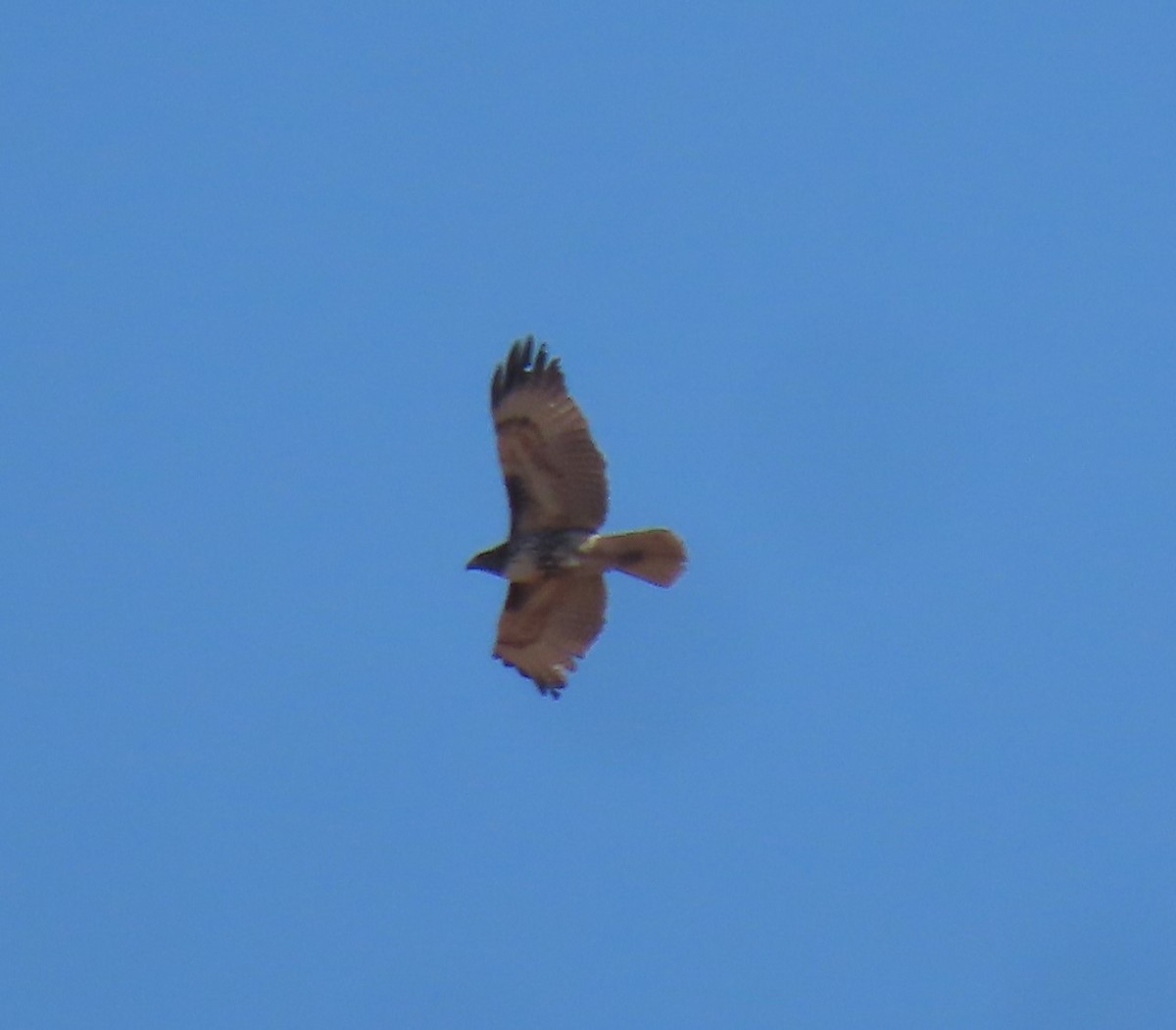 Red-tailed Hawk - ML610481379