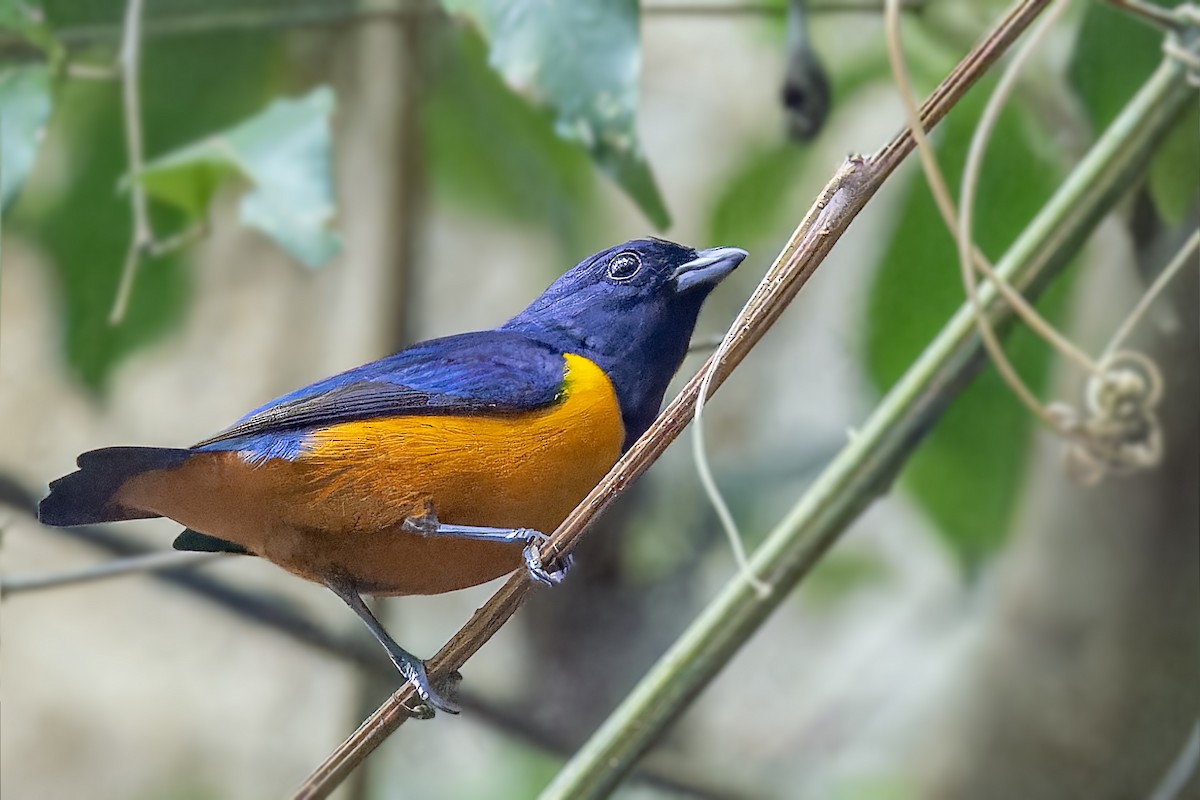 Rufous-bellied Euphonia - ML610481452