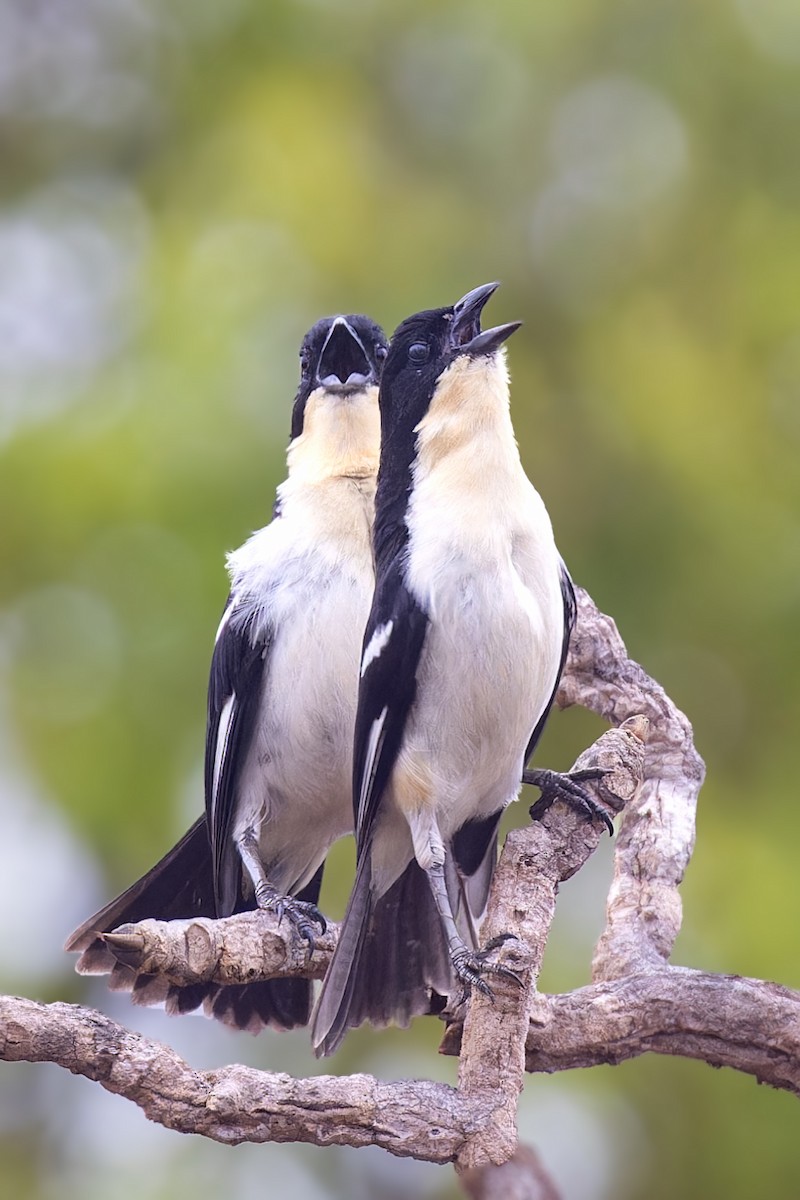 White-rumped Tanager - Bradley Hacker 🦜