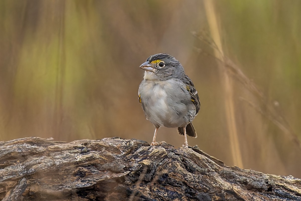 Grassland Sparrow - Bradley Hacker 🦜