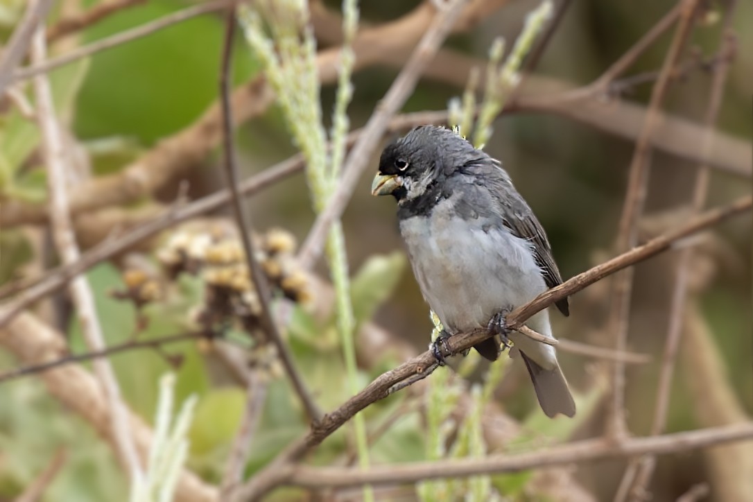 Double-collared Seedeater - Bradley Hacker 🦜