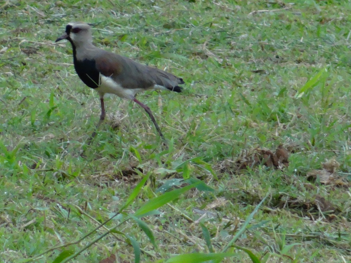 Southern Lapwing - ML610481570