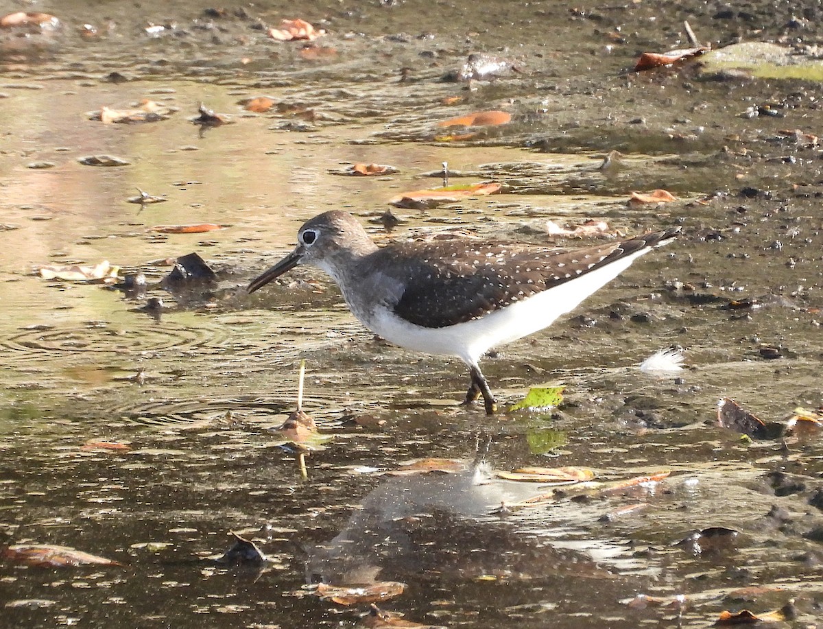 Solitary Sandpiper - ML610481577