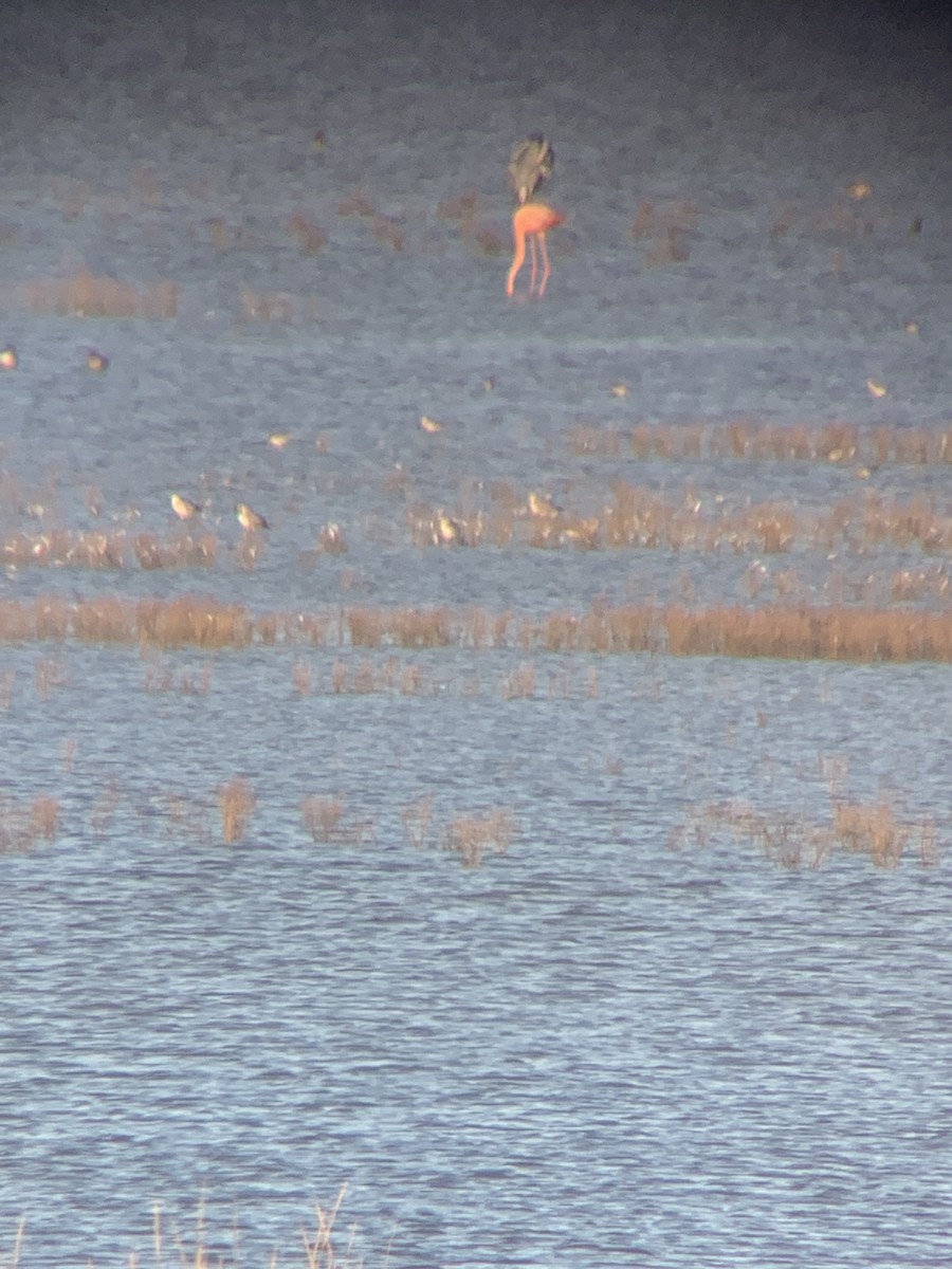 American Flamingo - ML610481622