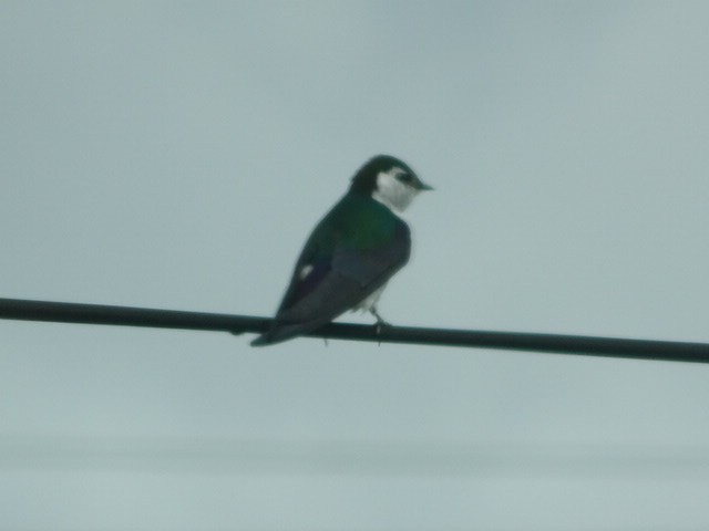 Violet-green Swallow - Johanne Simard