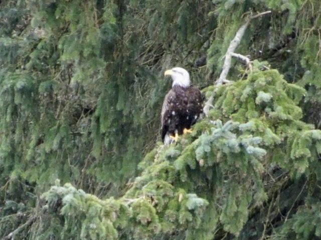 Bald Eagle - ML610481695