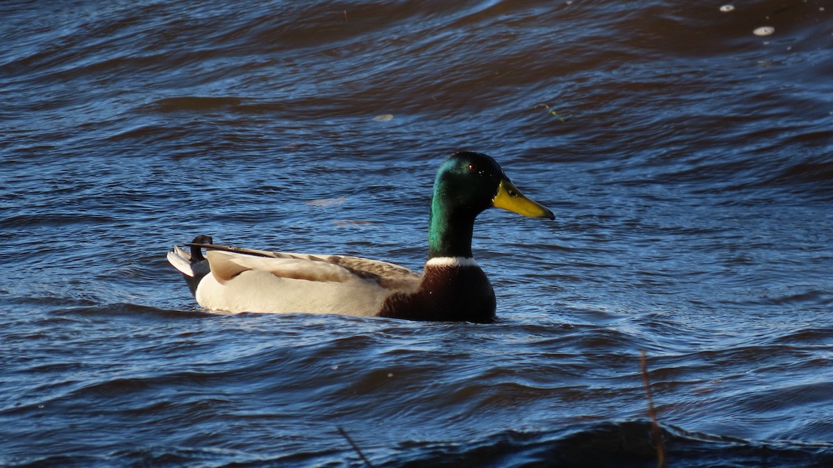 Mallard - John and Lesley Cree