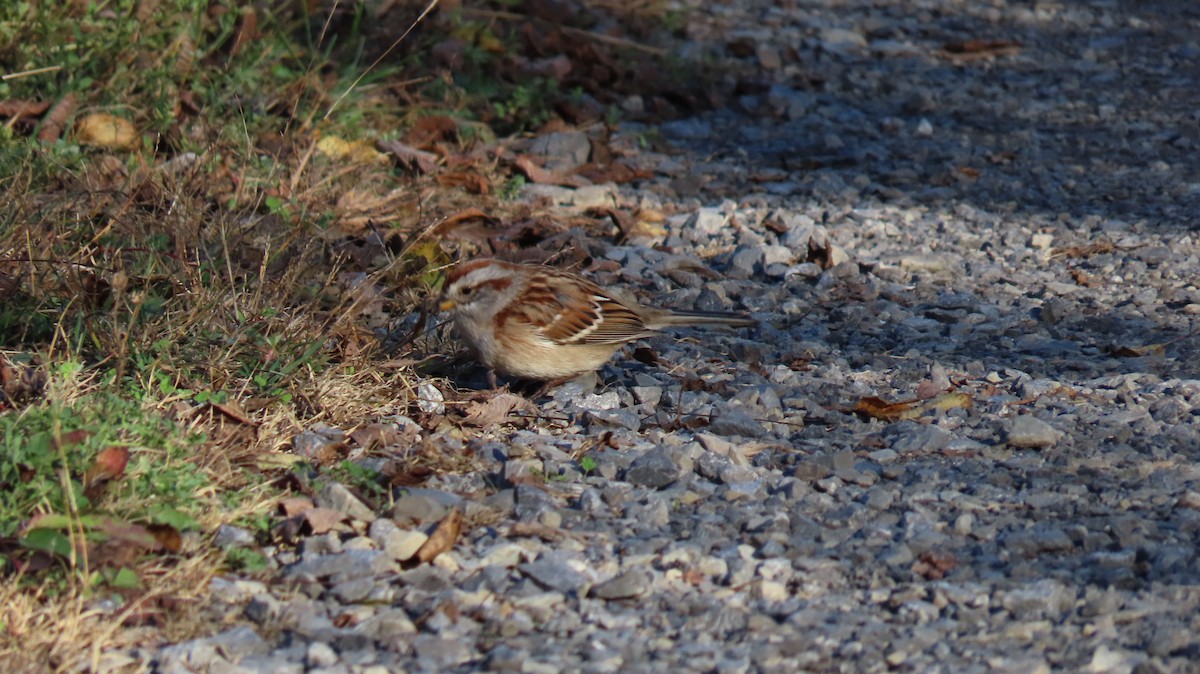 American Tree Sparrow - ML610481792