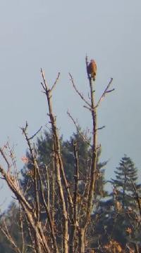 Red-shouldered Hawk - ML610481814