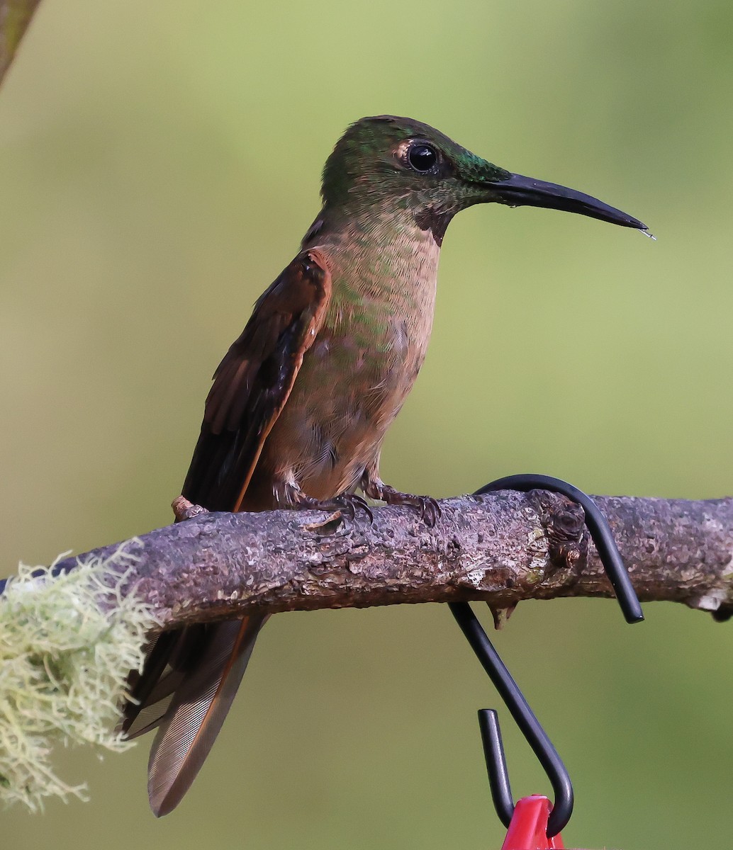 Fawn-breasted Brilliant - Bob Fogg