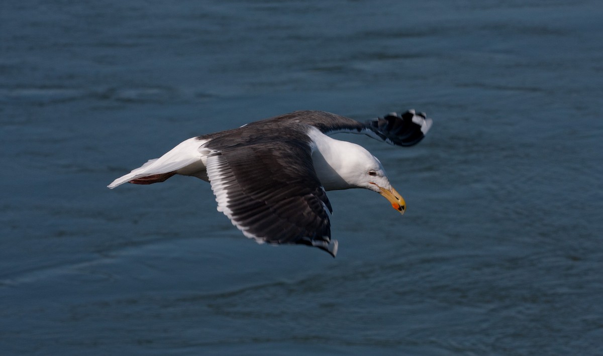 Great Black-backed Gull - Matthew Skalla