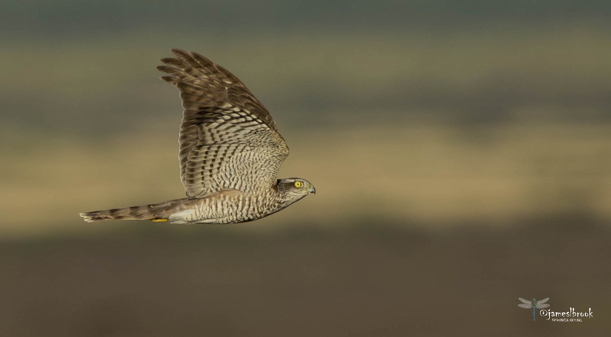 Eurasian Sparrowhawk - ML610482021