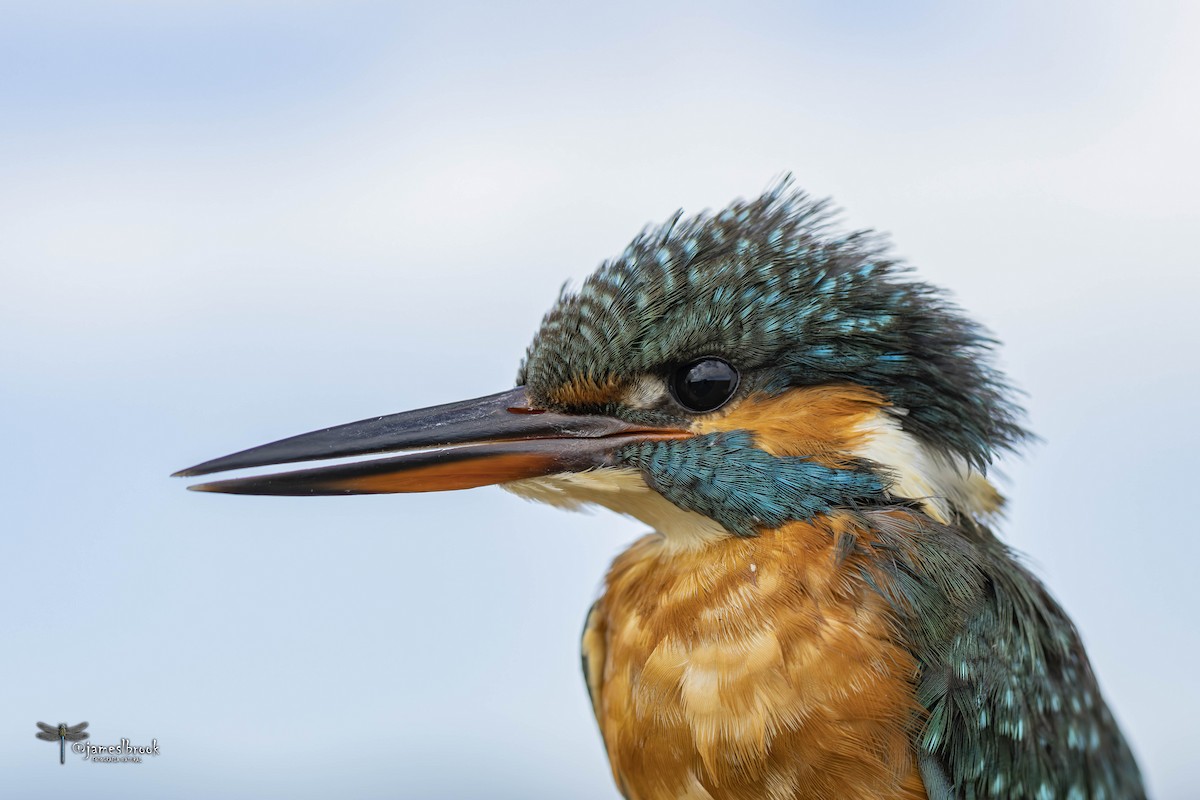 Common Kingfisher - ML610482033